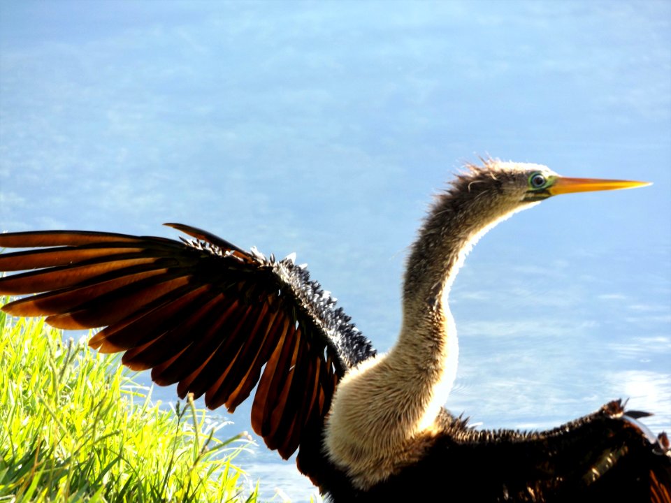 Bird, Beak, Fauna, Wildlife