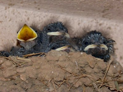Fauna, Bird, Beak, Bird Nest photo