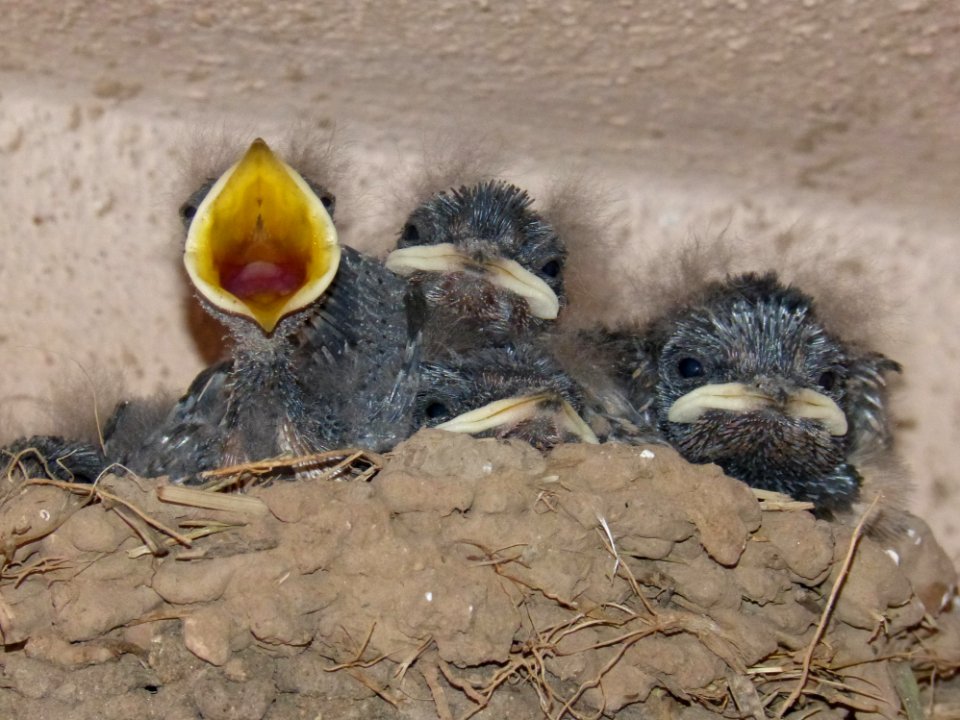 Fauna, Beak, Bird, Organism