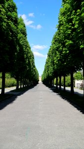 Tree, Nature, Lane, Sky