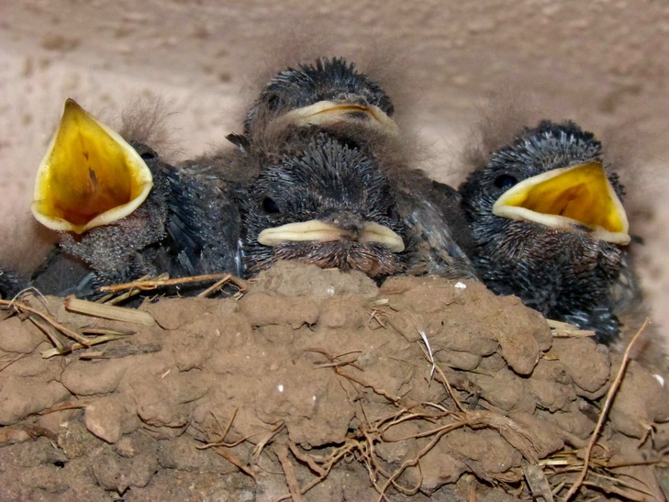 Bird, Beak, Fauna, Bird Nest