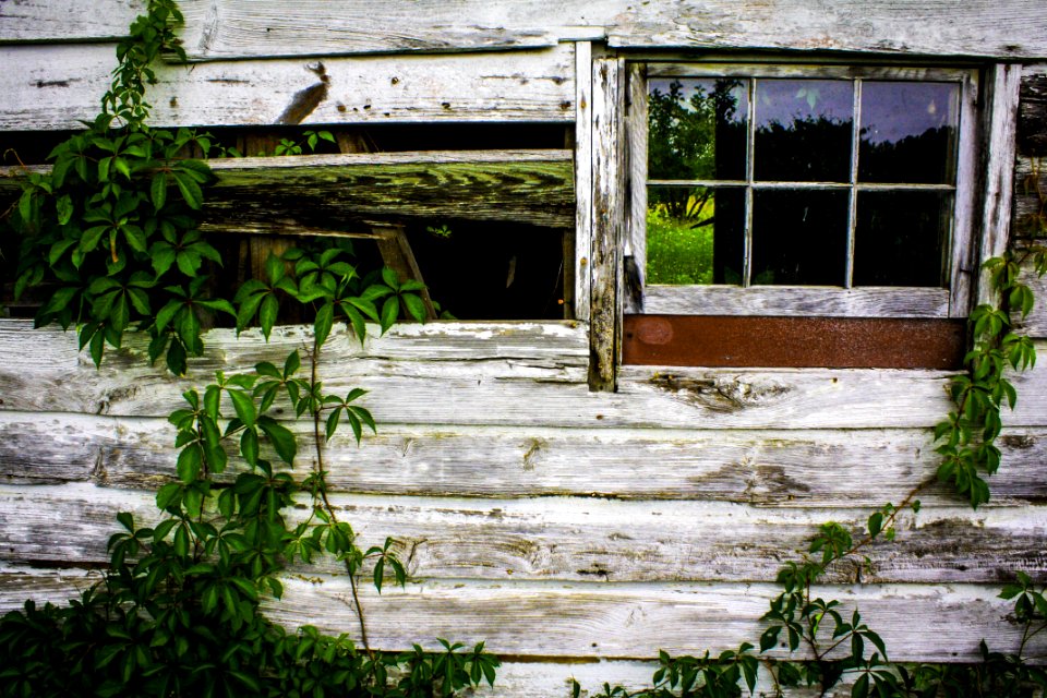 House, Wall, Window, Tree