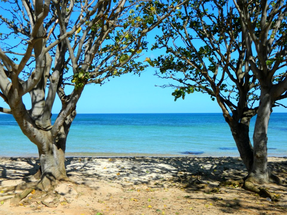 Shore, Tree, Sea, Coast