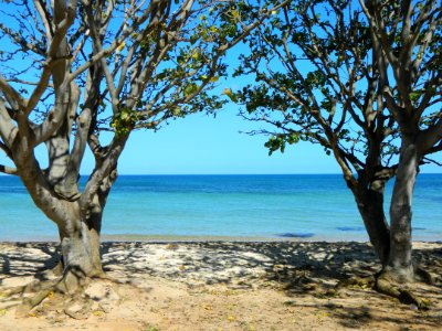 Shore, Tree, Sea, Coast