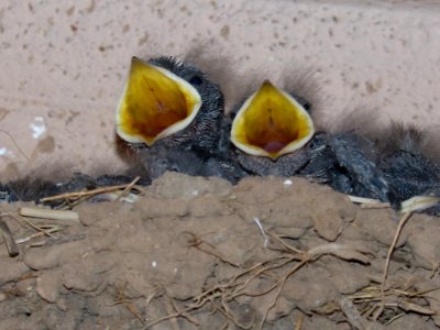Bird, Fauna, Beak, Bird Nest