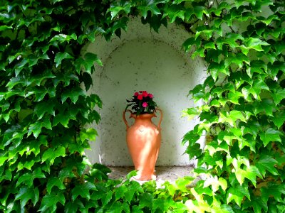 Leaf, Green, Plant, Tree