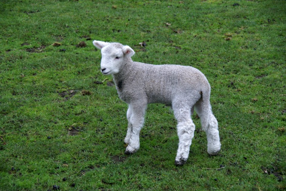 Sheep, Pasture, Grassland, Grass