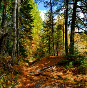 Ecosystem, Nature, Path, Temperate Broadleaf And Mixed Forest photo