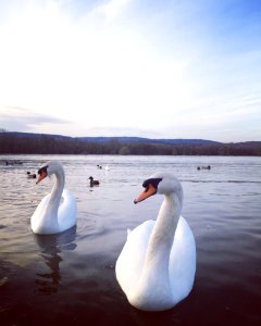 Swan, Water Bird, Bird, Water