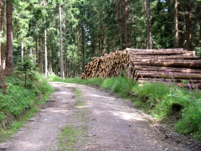 Path, Nature Reserve, Tree, Forest