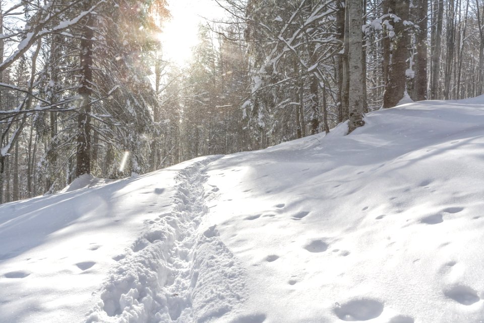 Snow, Winter, Path, Tree