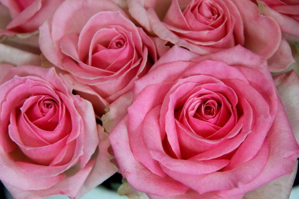 Rose, Flower, Rose Family, Garden Roses