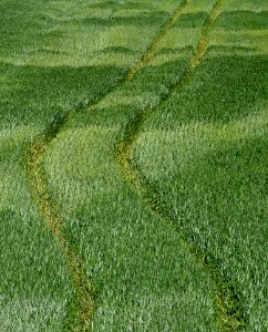 Grass, Grassland, Field, Vegetation