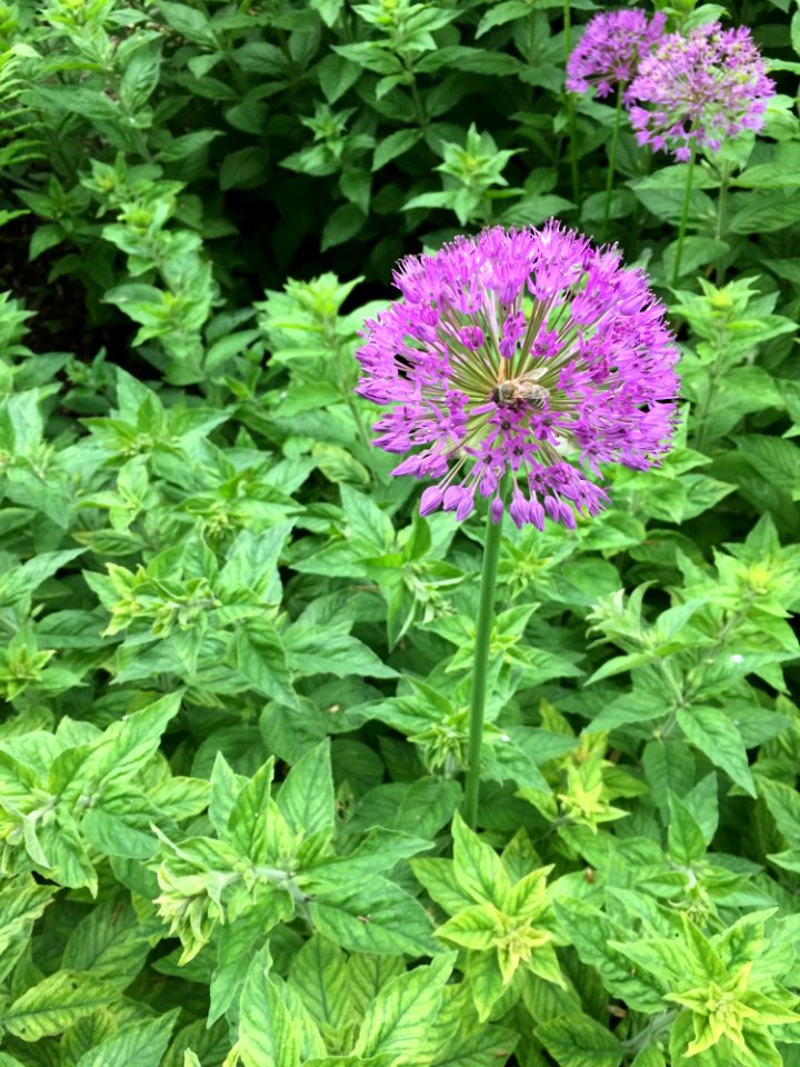 Plant, Flower, Subshrub, Herb
