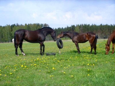 Horse, Pasture, Ecosystem, Grassland photo