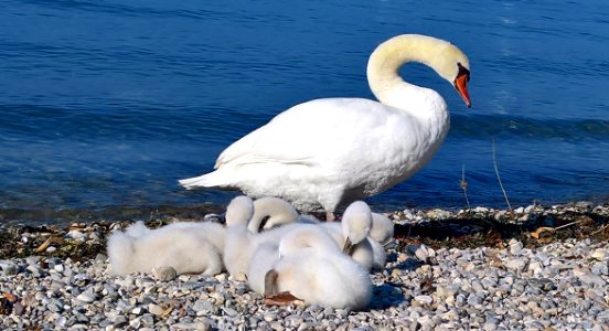 Swan, Bird, Water Bird, Ducks Geese And Swans