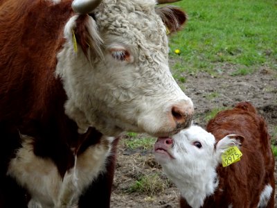 Cattle Like Mammal, Cow Goat Family, Calf, Livestock photo