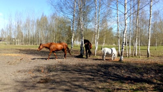 Tree, Pasture, Horse, Mare