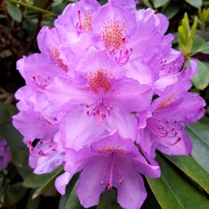 Flower, Plant, Woody Plant, Flowering Plant