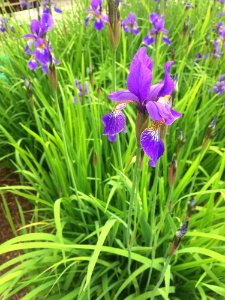 Flower, Plant, Flowering Plant, Iris Versicolor