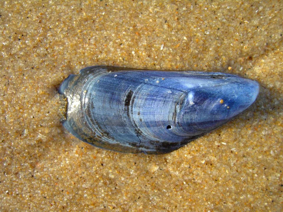 Fauna, Marine Biology, Veneroida, Clams Oysters Mussels And Scallops
