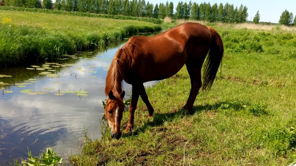 Horse, Grazing, Pasture, Grassland