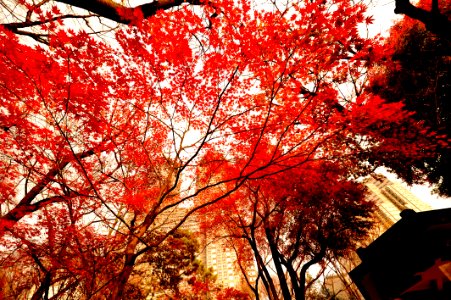Red, Tree, Maple Leaf, Nature photo