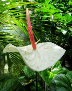 Plant, Leaf, Flora, Arum