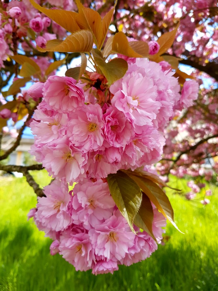 Pink, Blossom, Flower, Cherry Blossom