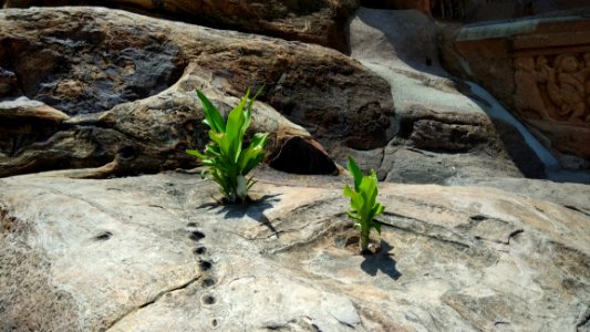 Plant, Flora, Leaf, Rock
