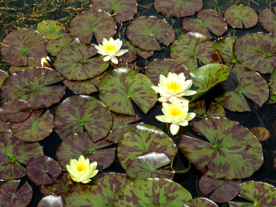 Plant, Flower, Flora, Vegetation