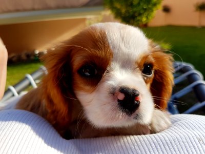 Dog, Dog Like Mammal, Dog Breed, King Charles Spaniel