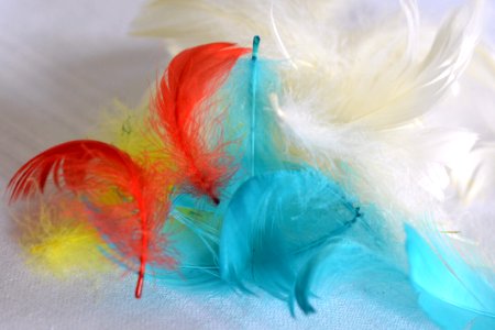 Feather, Wing, Material, Petal