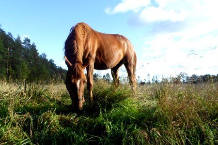 Horse, Grassland, Pasture, Grazing photo