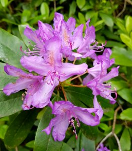 Flower, Plant, Flora, Woody Plant