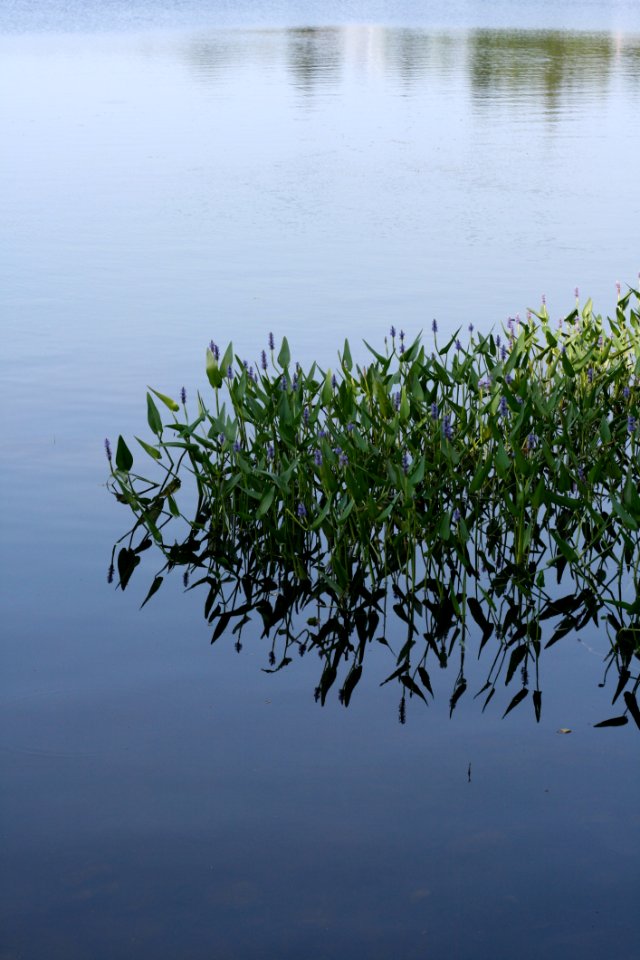 Water, Reflection, Water Resources, Vegetation