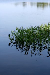 Water, Reflection, Water Resources, Vegetation photo
