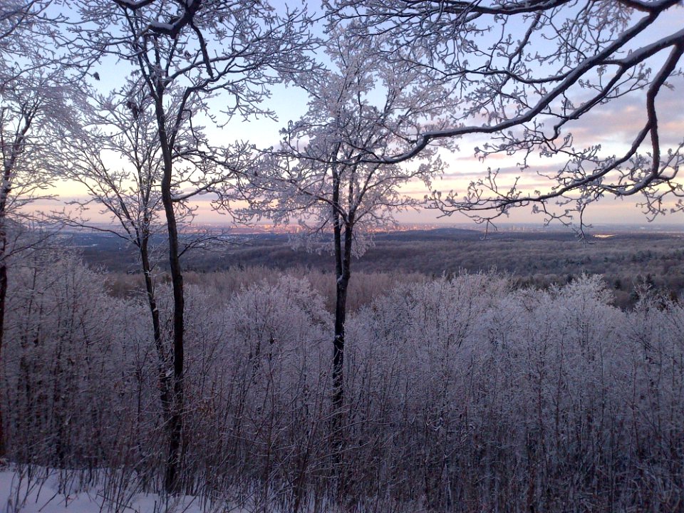 Winter, Frost, Tree, Snow
