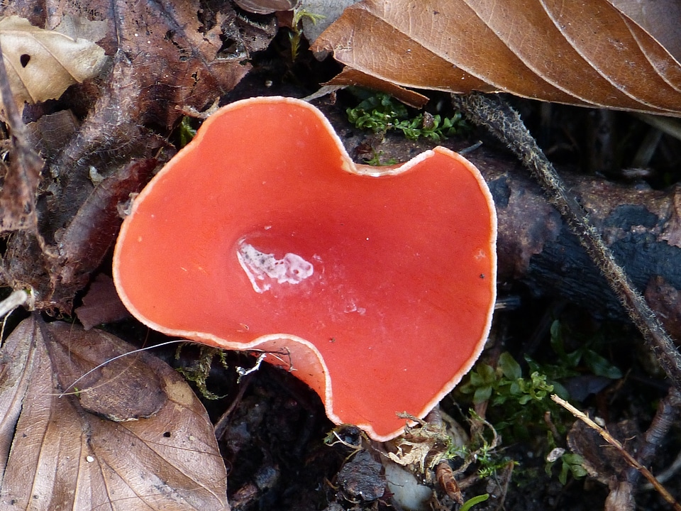 Scarlet kelchbecherling sarcoscypha coccinea red