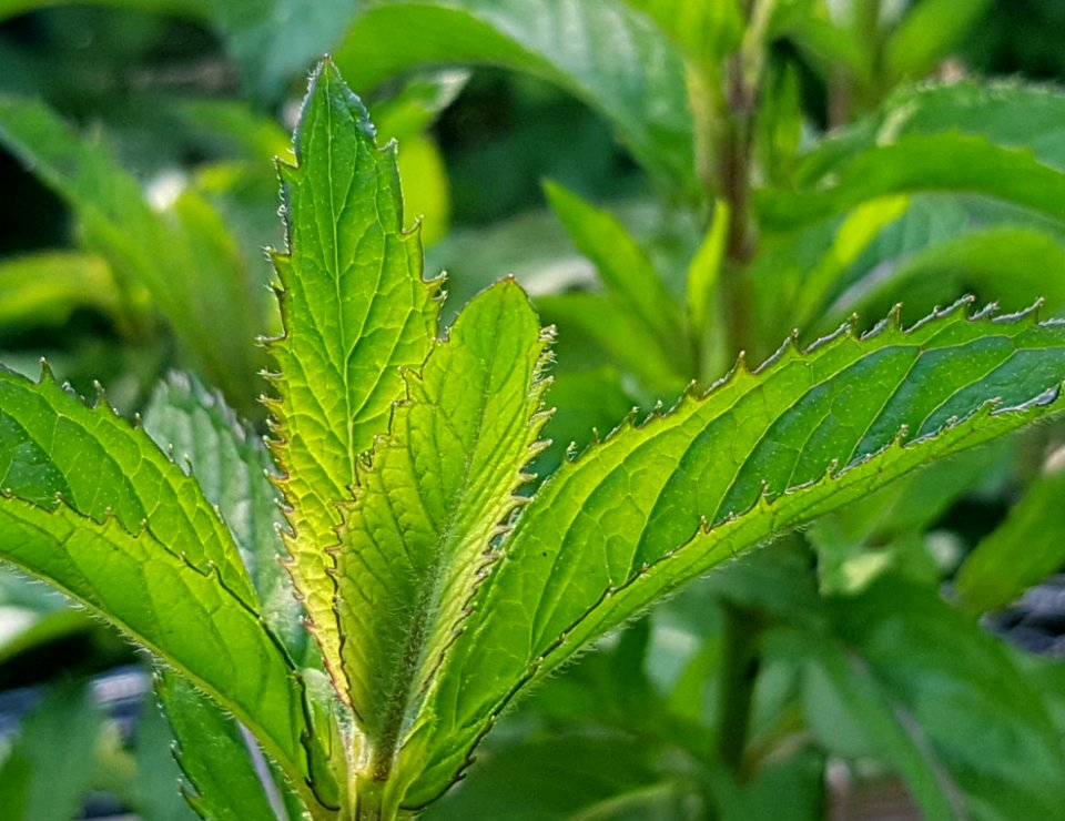 Plant, Leaf, Vegetation, Herb
