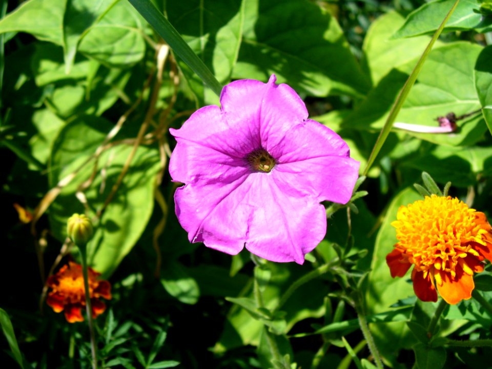 Flower, Plant, Flora, Annual Plant
