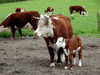 Cattle Like Mammal, Cow Goat Family, Calf, Pasture photo