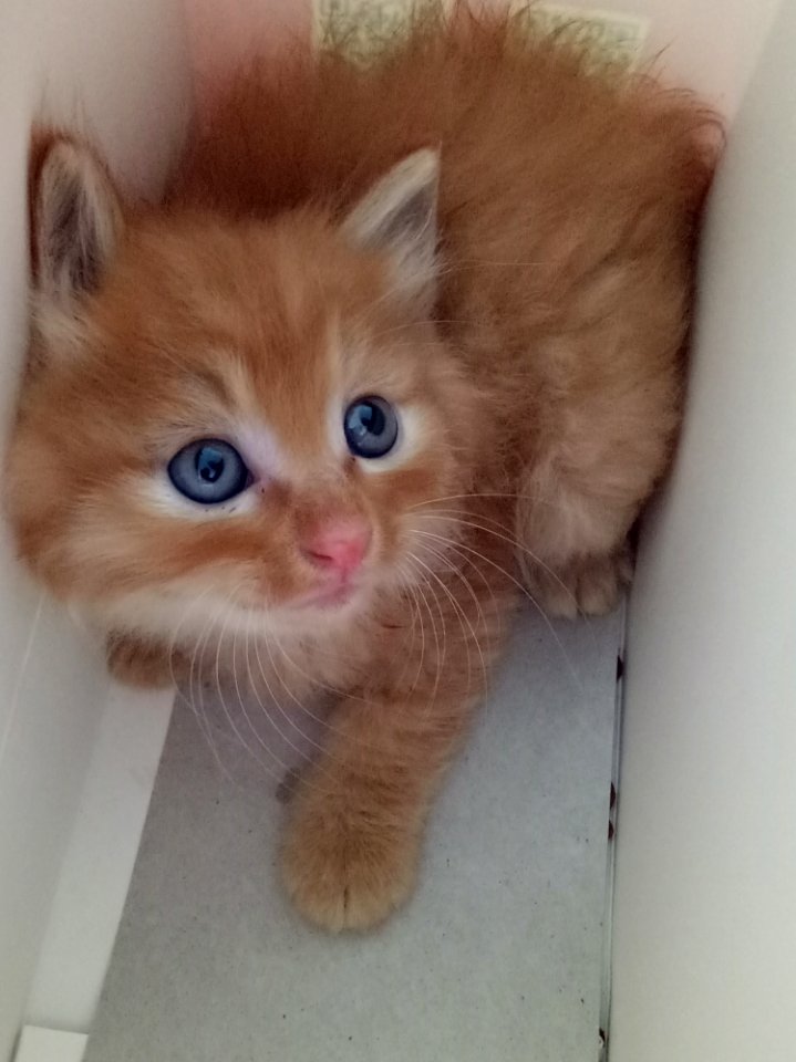 Cat, Small To Medium Sized Cats, Whiskers, Cat Like Mammal