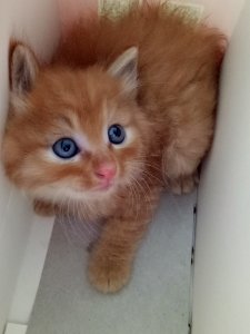 Cat, Small To Medium Sized Cats, Whiskers, Cat Like Mammal
