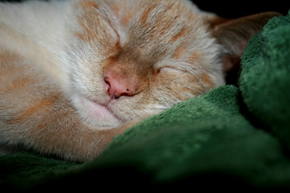 Cat, Whiskers, Skin, Fauna