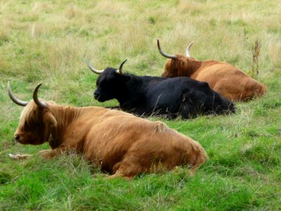 Cattle Like Mammal, Horn, Pasture, Fauna