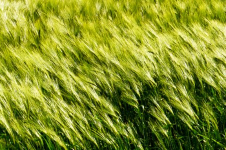 Green, Grass, Field, Grass Family photo