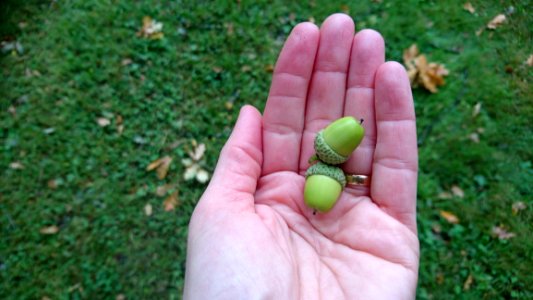 Finger, Hand, Grass, Grass Family photo