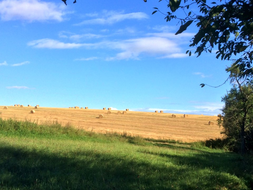 Sky, Grassland, Ecosystem, Field