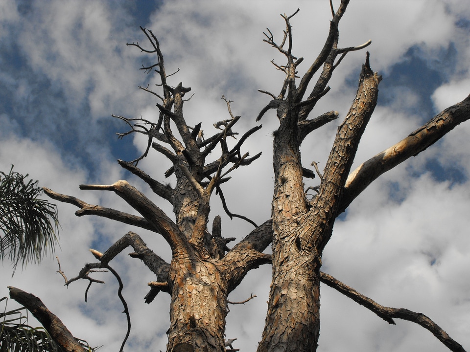 Dried wooden branches